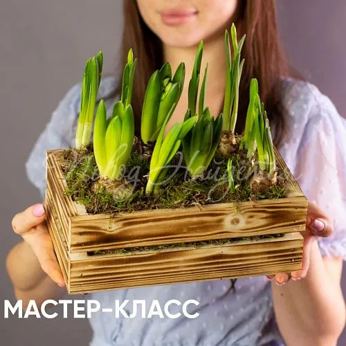 Зеленое Интерьерная композиция из луковичных