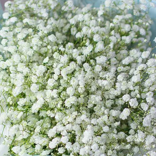 Цветы Букет Розовая комета