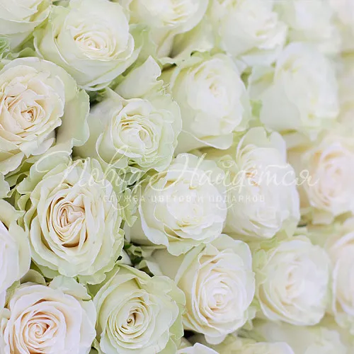 51 роза Букет 51 роза Mondial