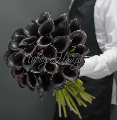 КАЛЛЫ Букет 29 фиолетовых калл