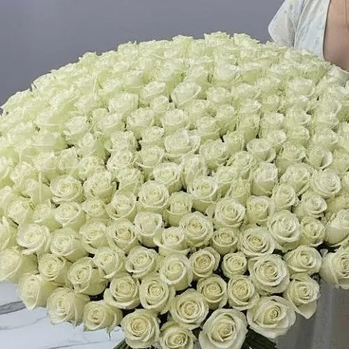 501 роза Букет 501 белая роза