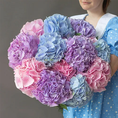 ГОРТЕНЗИИ Букет Открытое небо