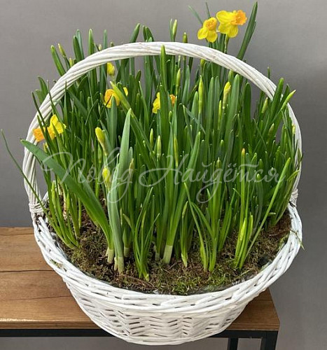 Корзины Корзина Корзина нарциссов