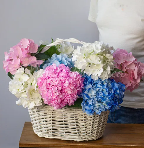 ГОРТЕНЗИИ Букет Баунти