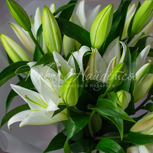 ЛИЛИИ Букет 5 лилий