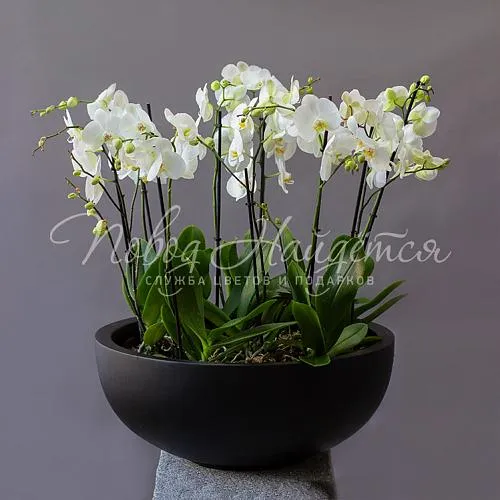 Настольные композиции Цветочная композиция Нирвана