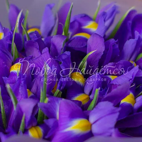 Цветы Букет Шум водопада