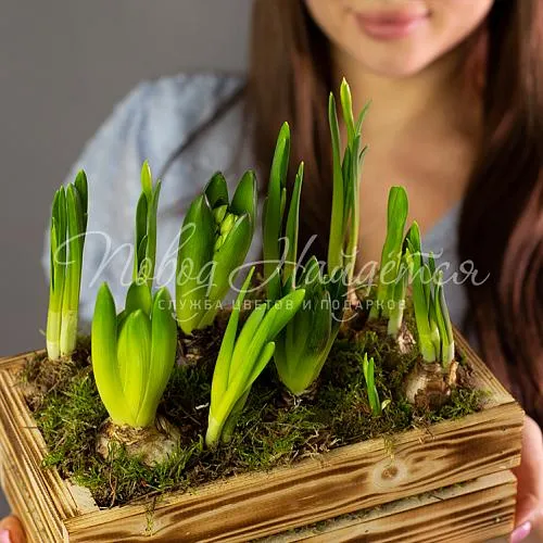 Цветы Букет Кашпо с гиацинтами