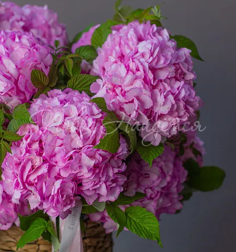 ГОРТЕНЗИИ Букет Нежно обнимаю