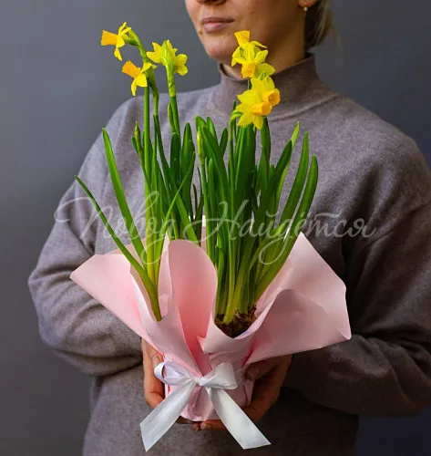 8.03 КОРП Нарциссы в кашпо Тет-а-тет