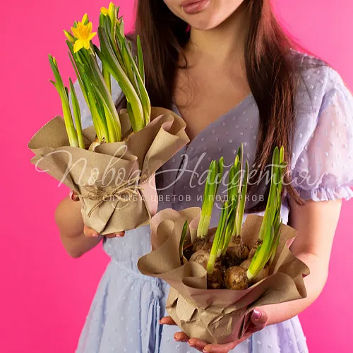 8.03 КОРП Нарциссы в кашпо Тет-а-тет