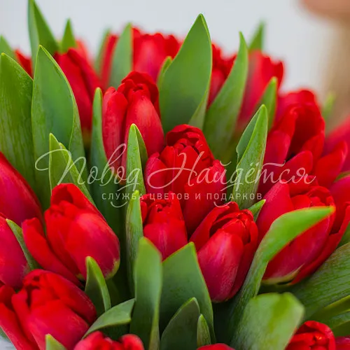 ТЮЛЬПАНЫ Букет Робкие чувства