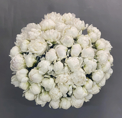 ПИОНЫ Букет Воздушное путешествие