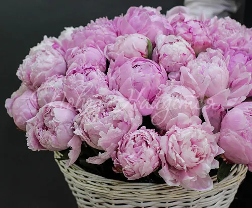 ПИОНЫ Букет Лазурный берег