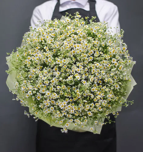 РОМАШКИ Букет Монреаль