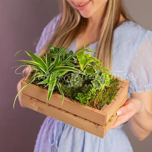 Зеленое Зеленое кашпо