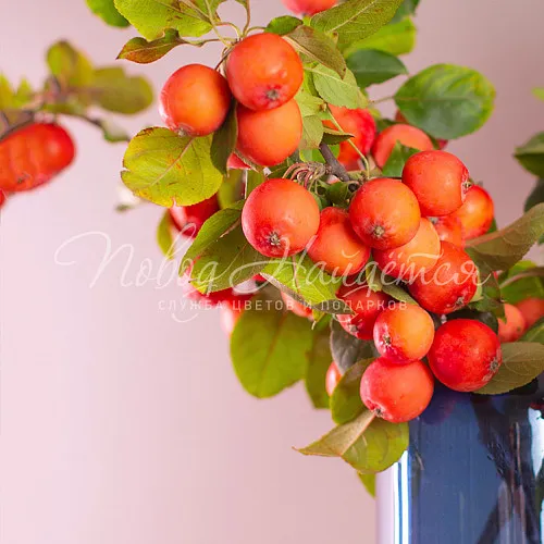 Цветы Букет Наливные щечки