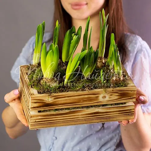 Цветы Букет Кашпо с гиацинтами