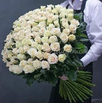 101 роза Букет Кремовый мед