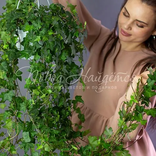 Зеленое Хедера