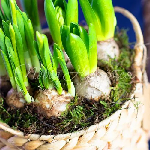 Зеленое Майская ночь