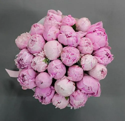 ПИОНЫ Букет Корсика