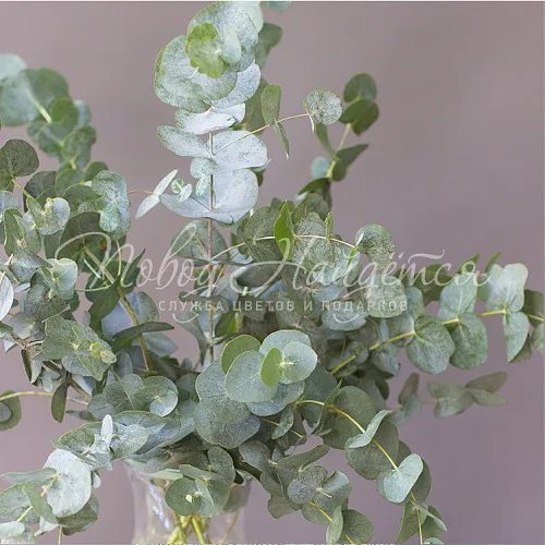 Букеты Букет Эвкалиптовый шелк