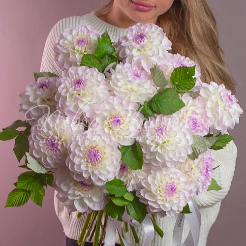 Монобукеты из георгинов Букет Расцвет нежности