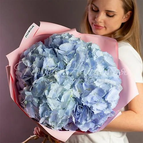 Букеты с ГОРТЕНЗИЯМИ Букет Вега