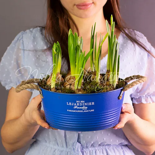  Весенние ласточки