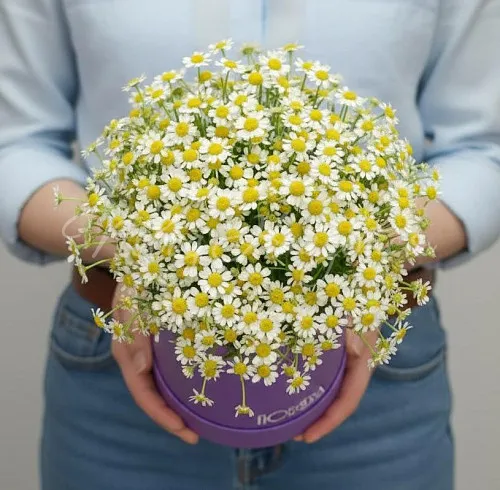 РОМАШКИ Букет Кусочек лета