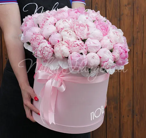 ПИОНЫ Букет 51 пион в коробке