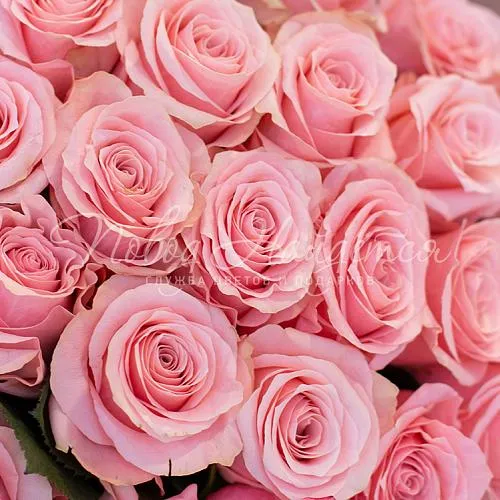 Розы Букет 25 роз Be sweet