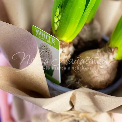 Зеленое Мартовская капель