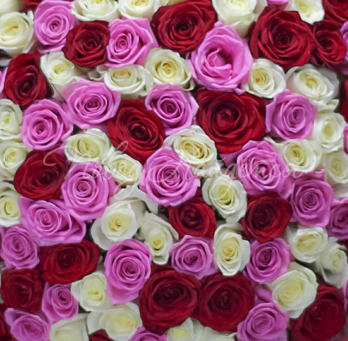 101 роза Букет Барселона